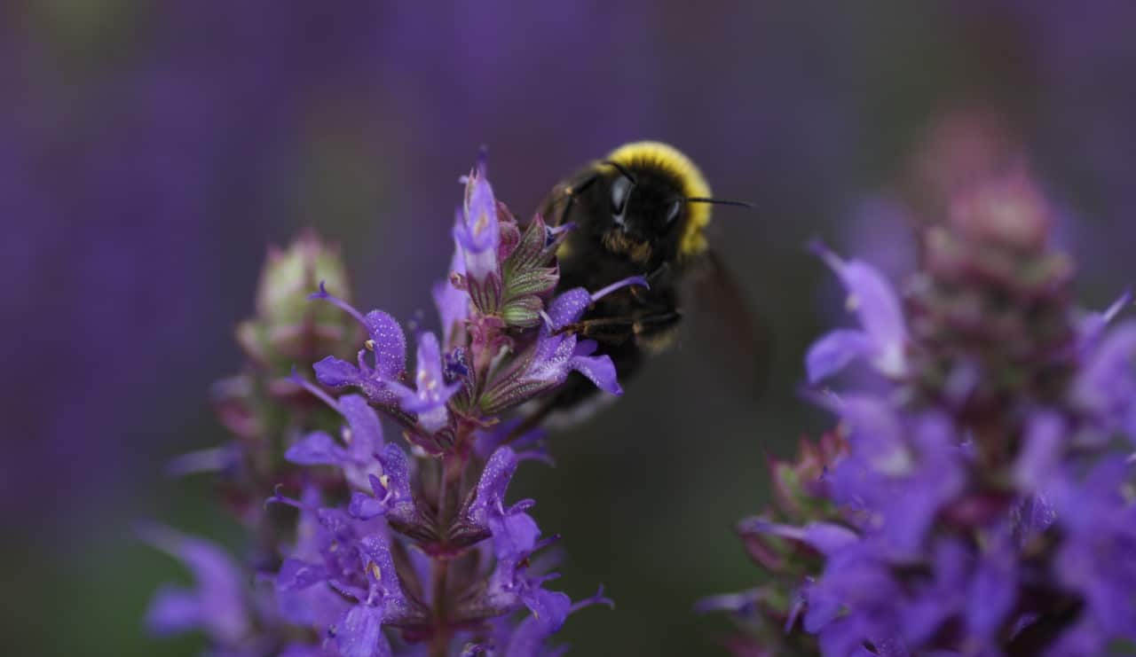 Blomster med humle