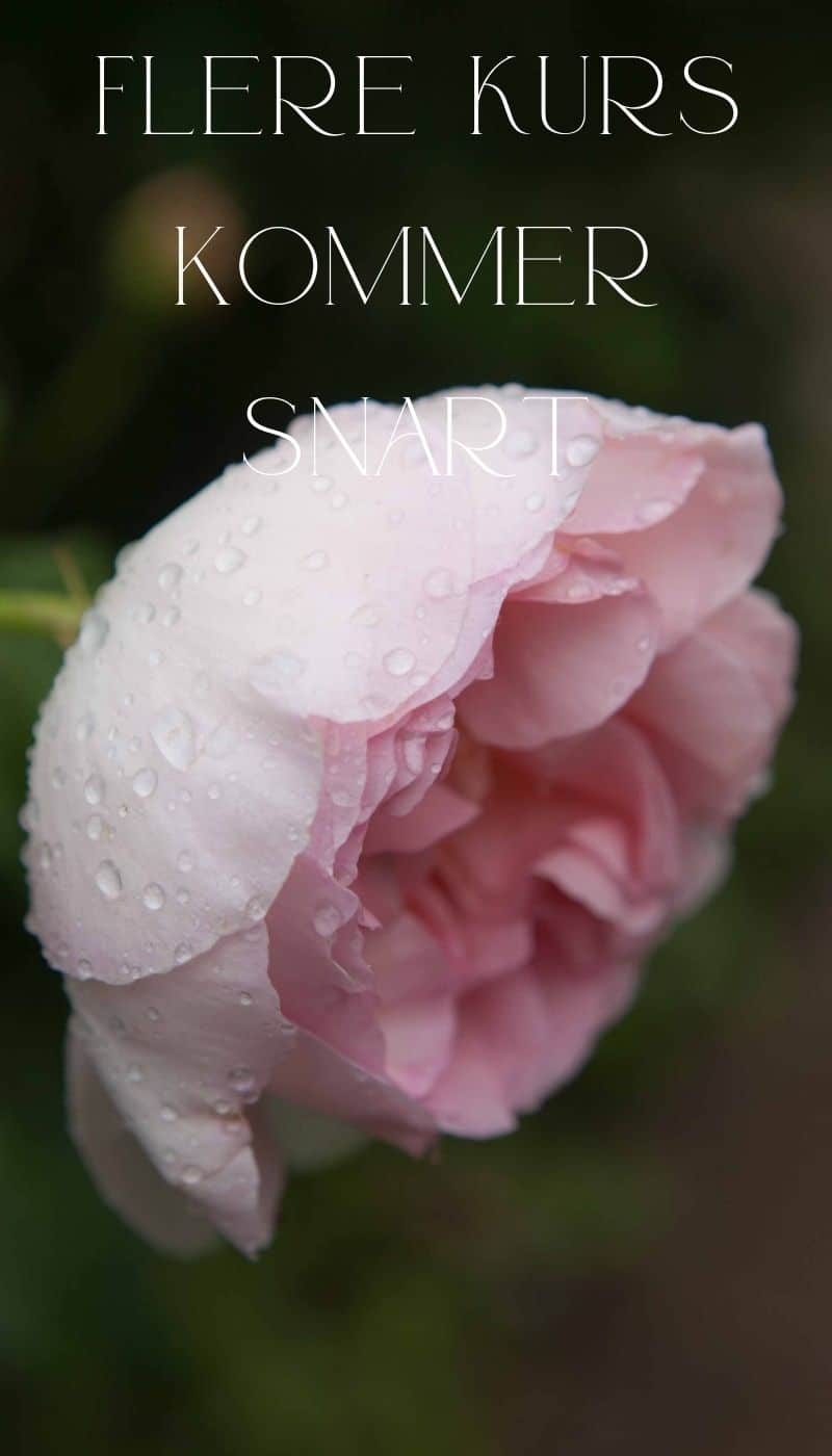 Rose med regndråper