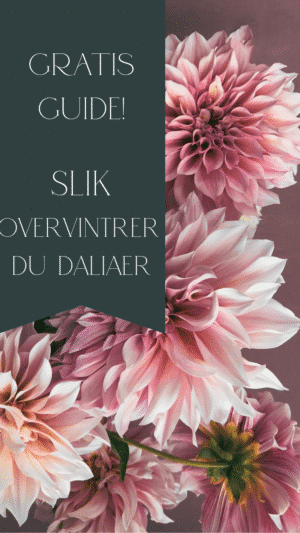 Gratis guide – overvintring av dahlia (georginer) knoller steg for steg