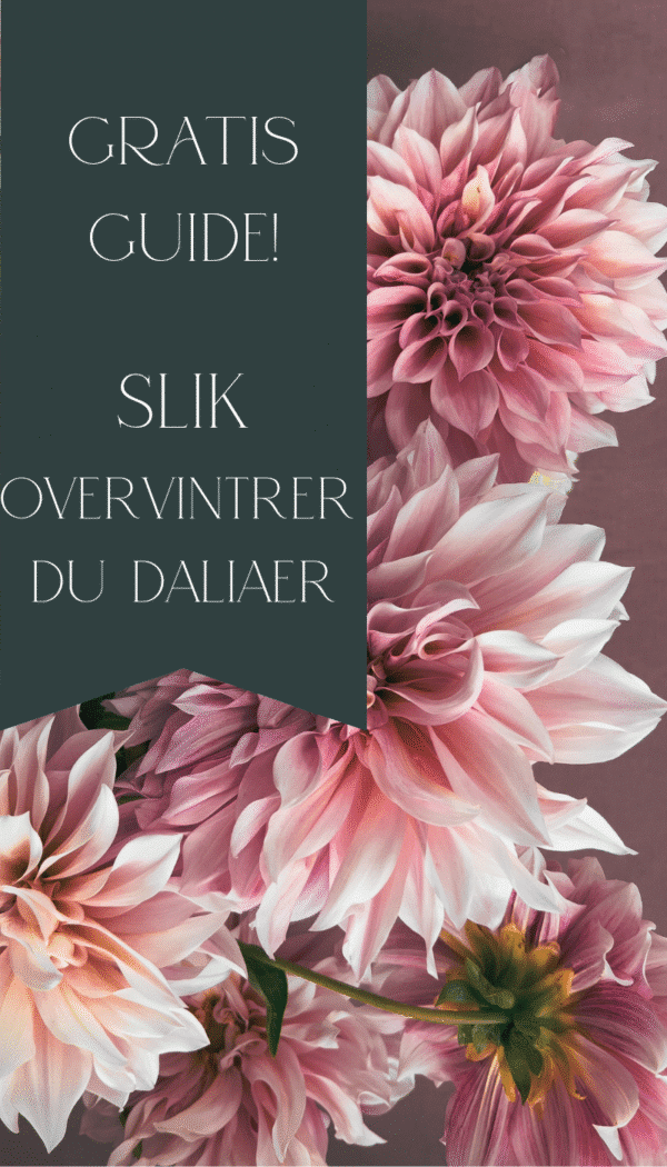 Gratis guide – overvintring av dahlia (georginer) knoller steg for steg