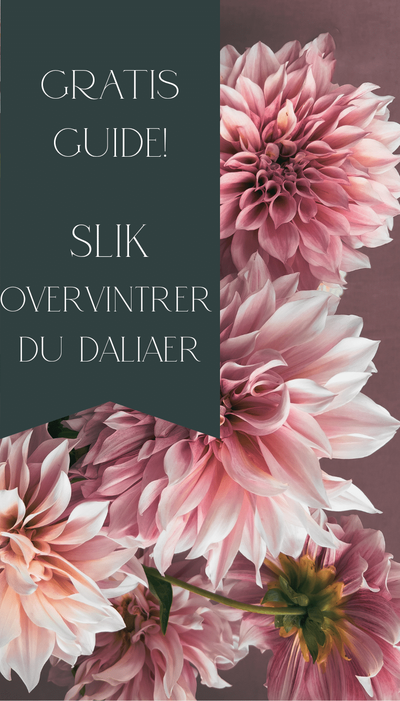 Gratis guide – overvintring av dahlia (georginer) knoller steg for steg